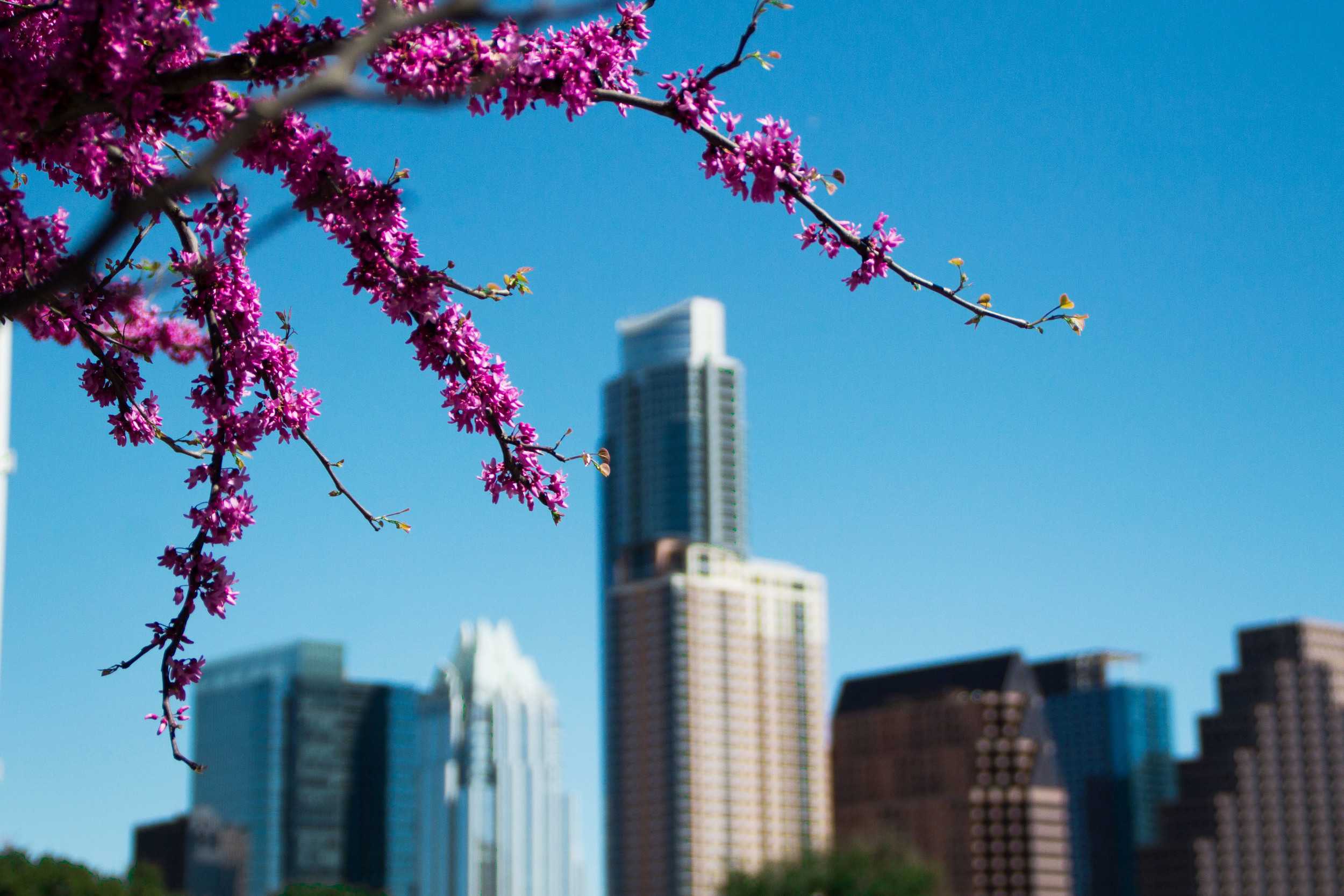  Bright pink blossoms bloom in the sun, welcoming the warm weather to Austin. 