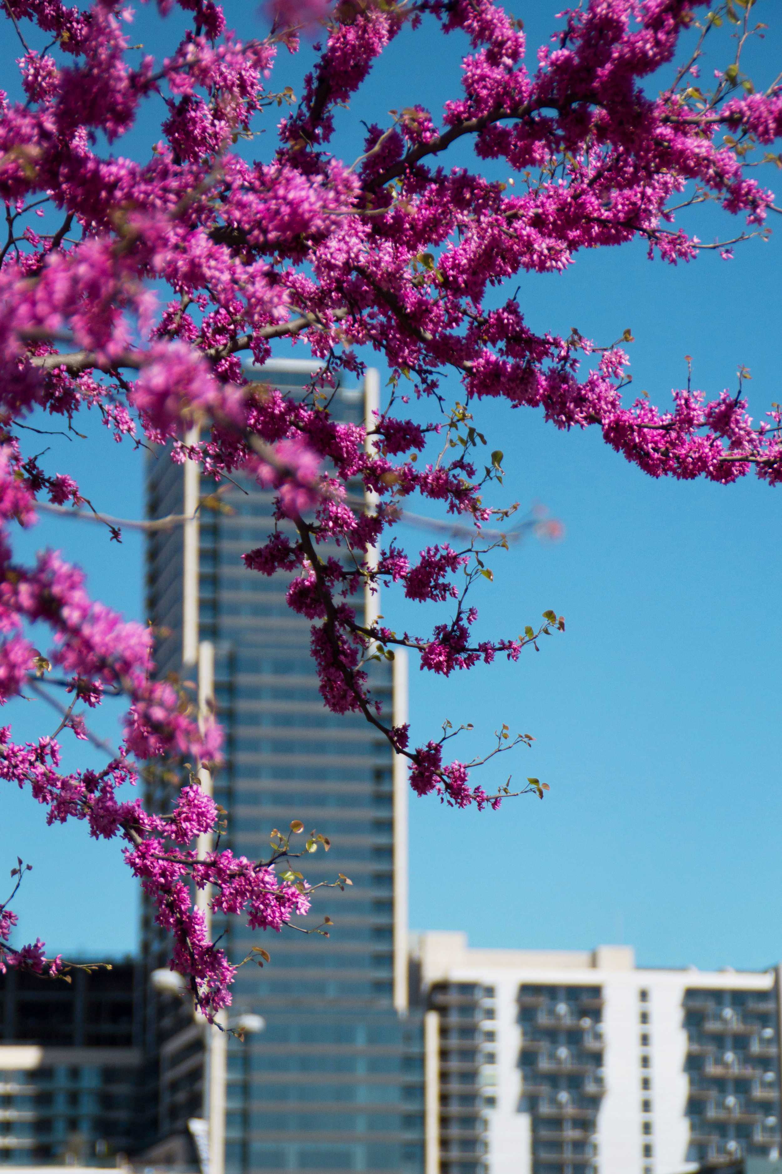  Flowers adorn the trees around the Long Center, framing the skyline with a pop of color in sharp contrast to the blue sky. 