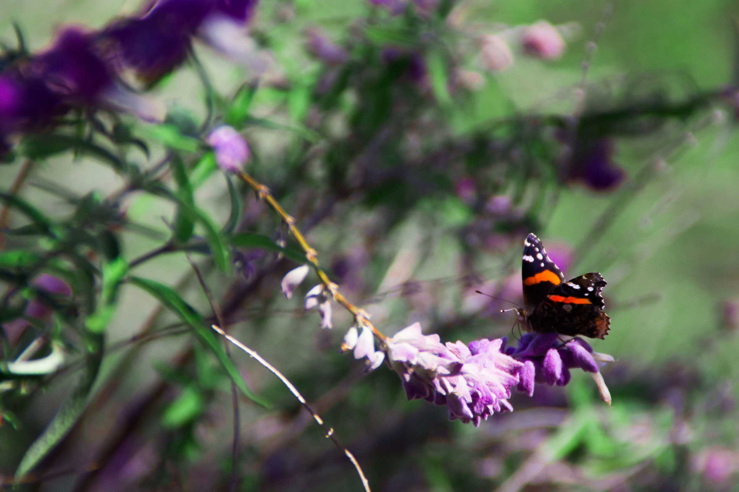  A butterfly balances on a bloom as the flowers around Austin wake up from their winter slumber.    