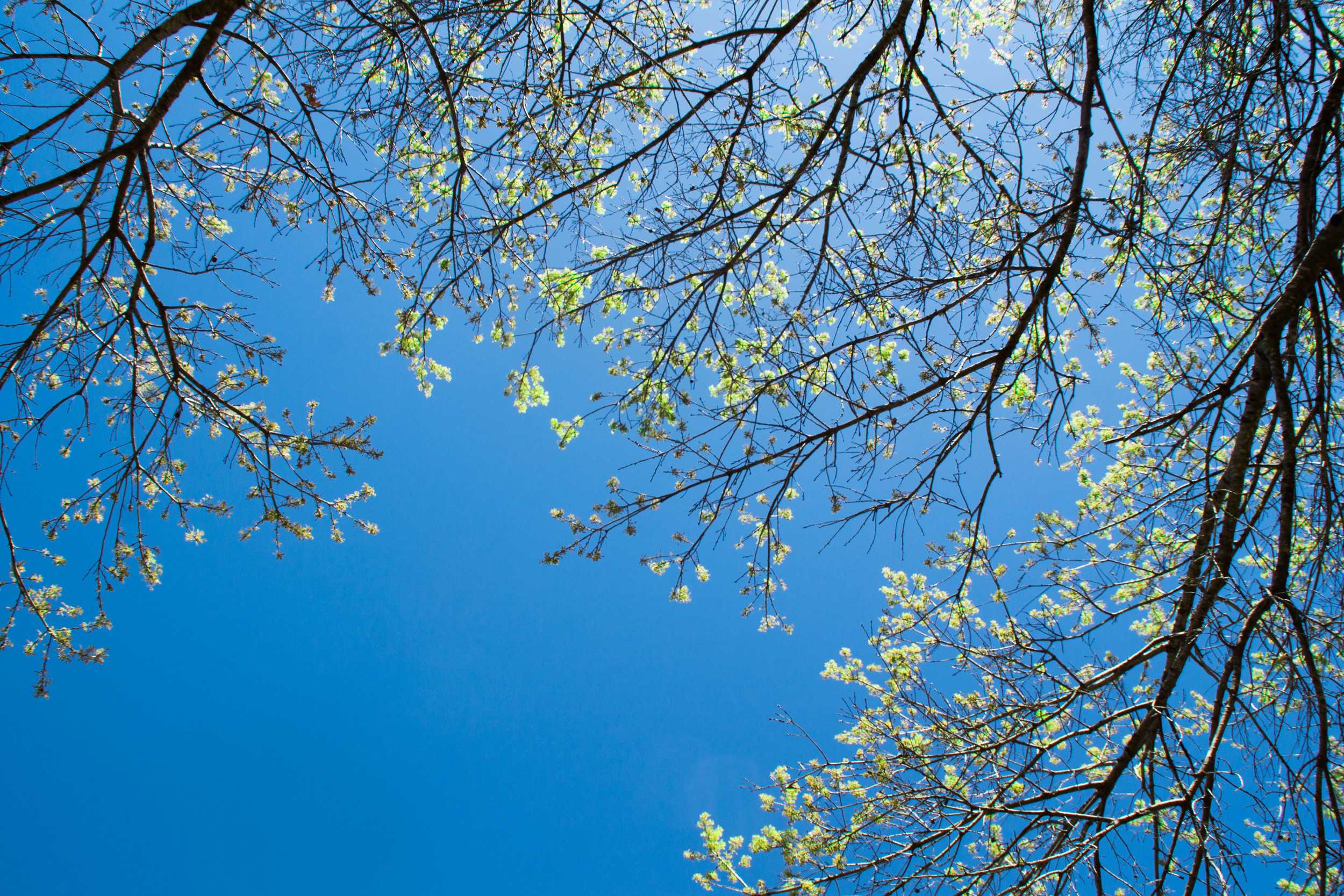  An upwards glance on Austin’s town lake running trail reveals tree leaves bursting with life after a dormant winter. 