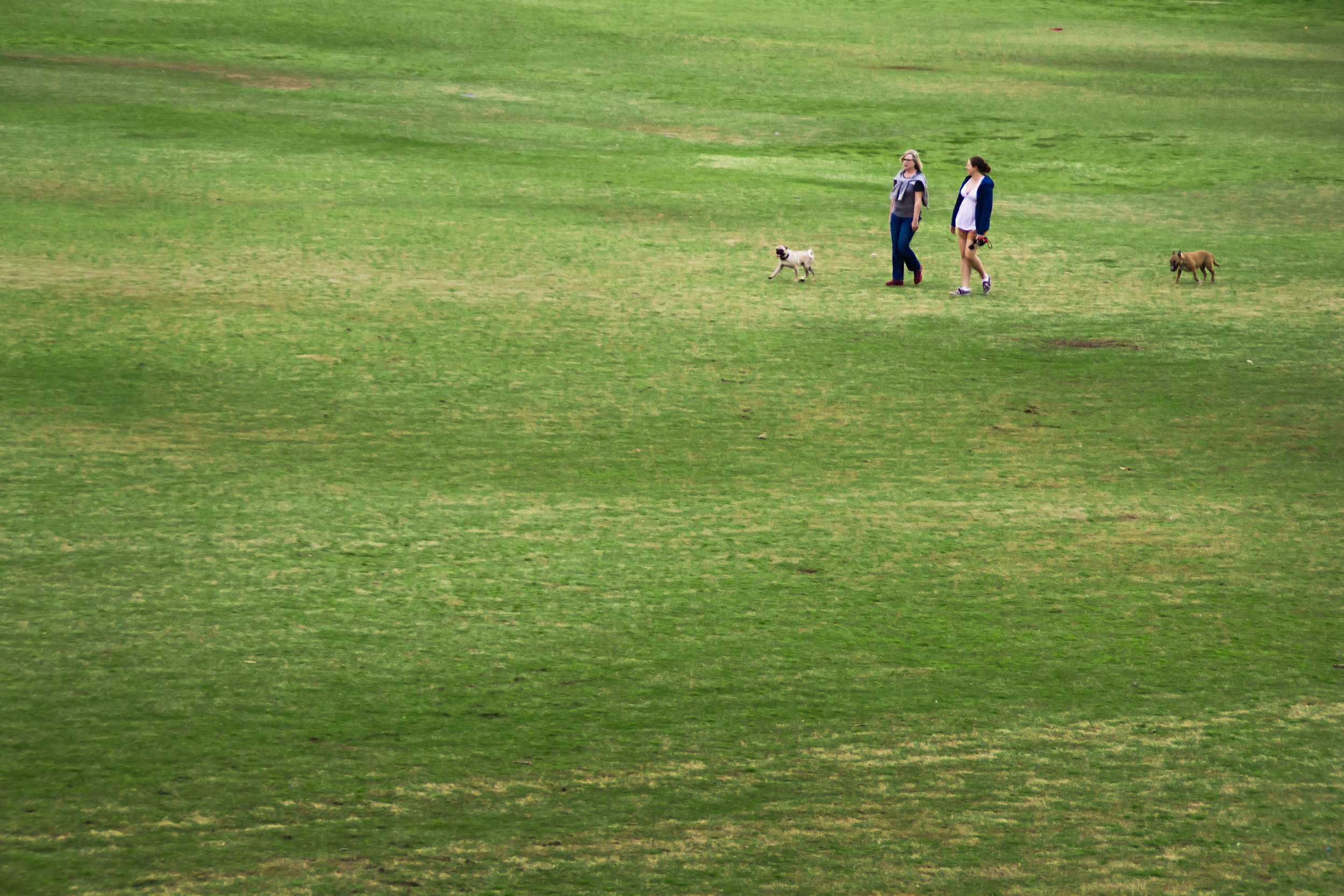  Two women and their dogs stroll through the lush green field at Zilker Park, taking advantage of the spring weather. 