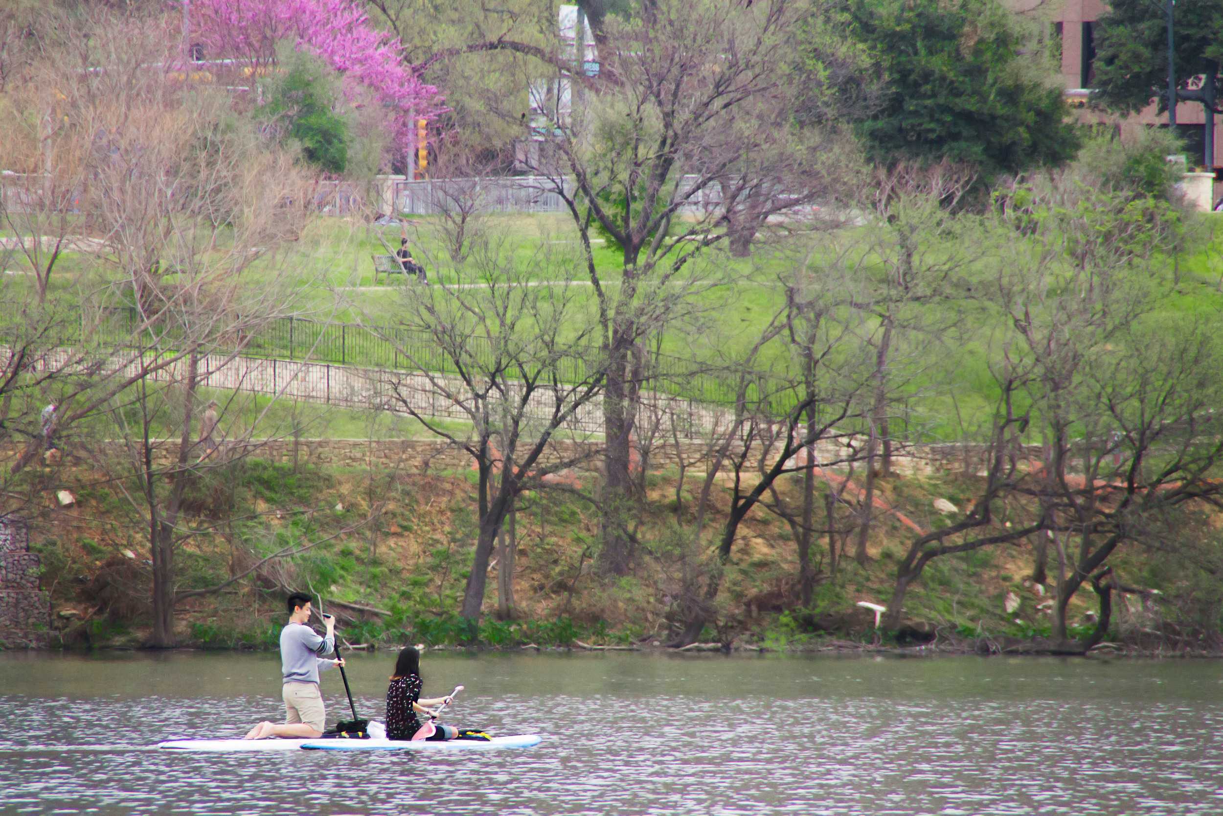  A couple paddle boards on Town Lake, sailing past an onlooker on the bank. Colorful trees peek out from the background as spring blossoms bloom. 