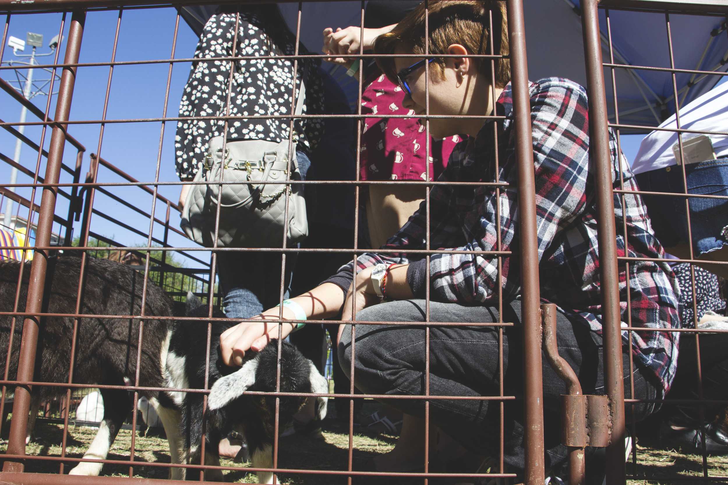   An attendee pets a baby goat the mini petting zoo.     