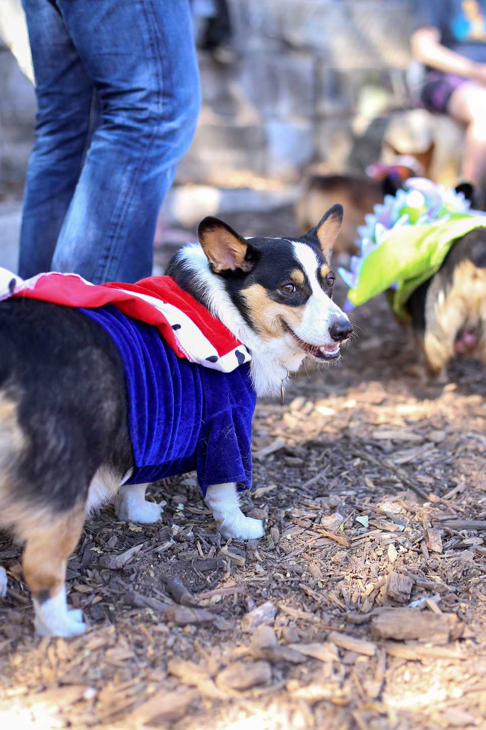 Corg-o-ween-22.jpg