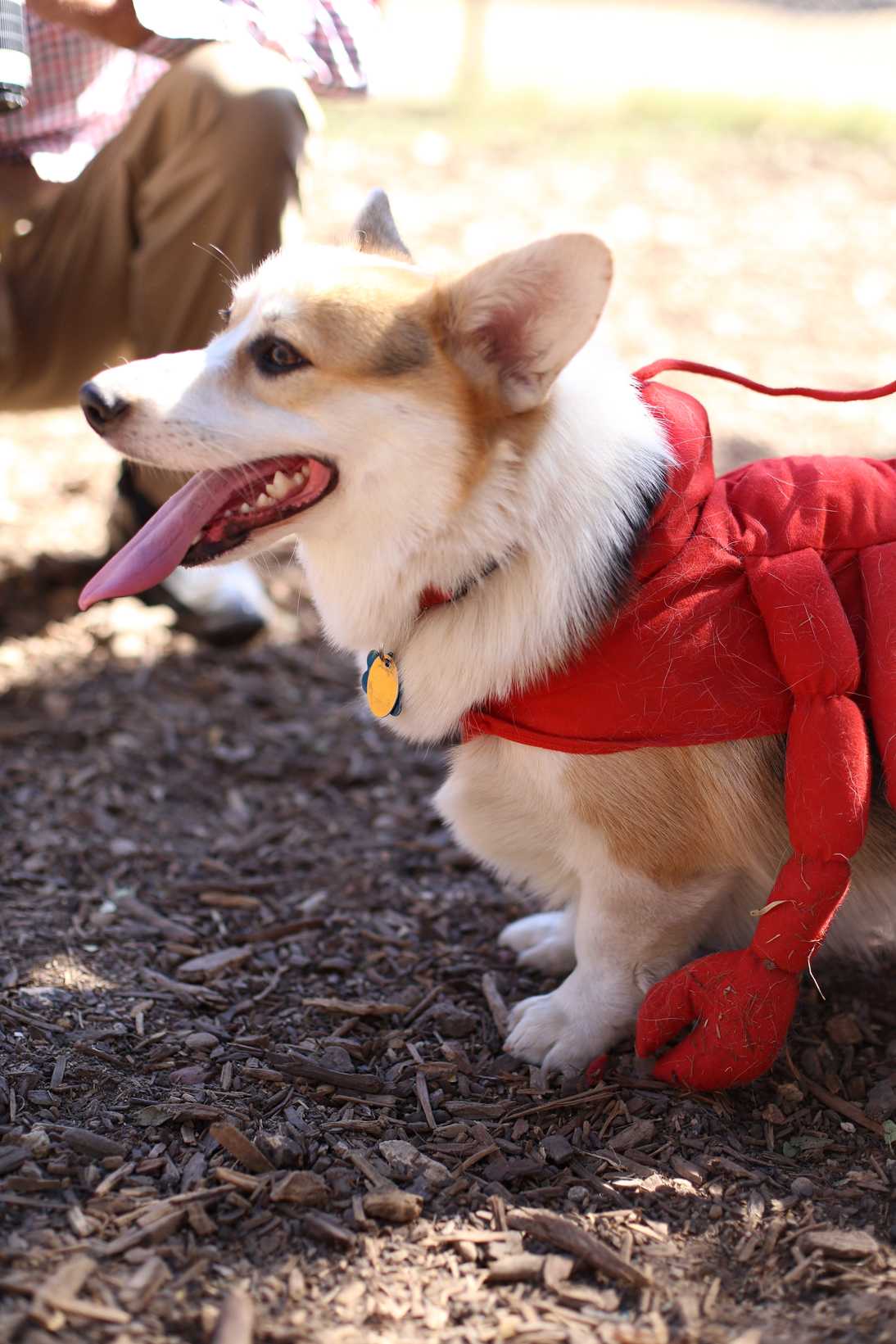 Corg-o-ween-29.jpg