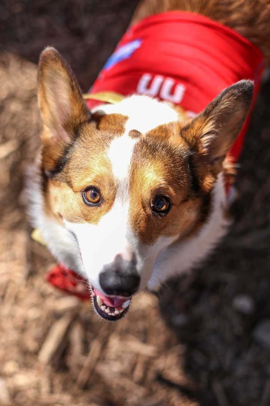 Corg-o-ween-3.jpg