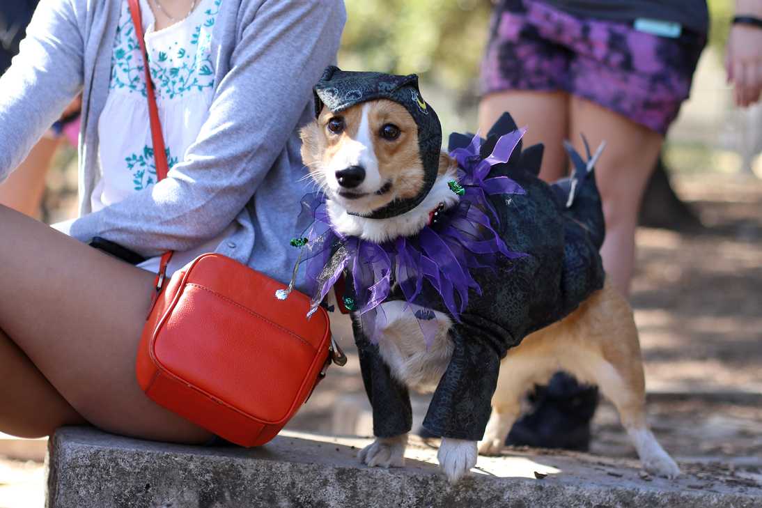 Corg-o-ween-35.jpg