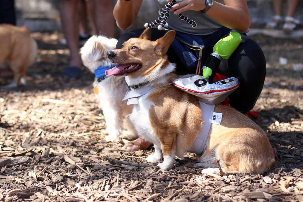 Corg-o-ween-42.jpg