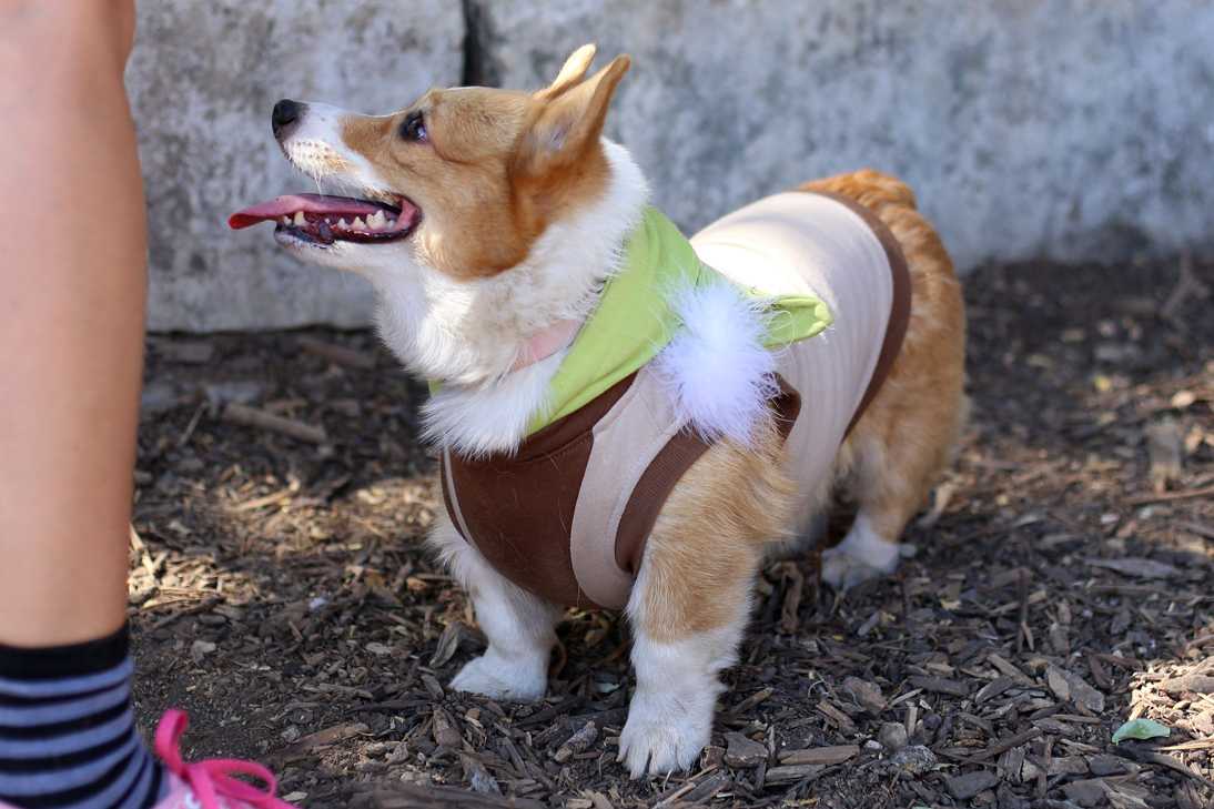 Corg-o-ween-48.jpg