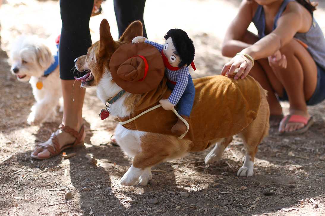 Corg-o-ween-5.jpg