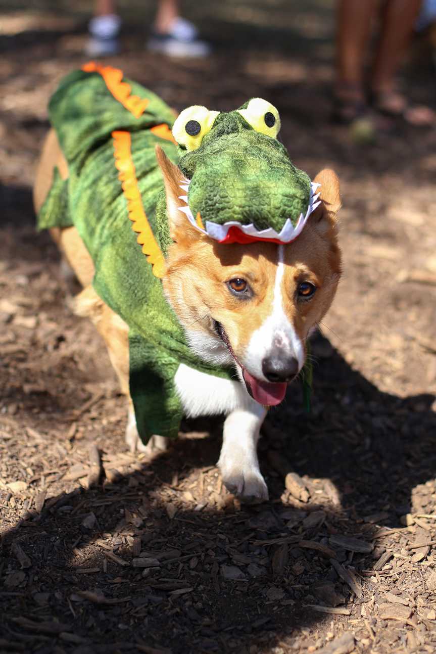 Corg-o-ween-53.jpg