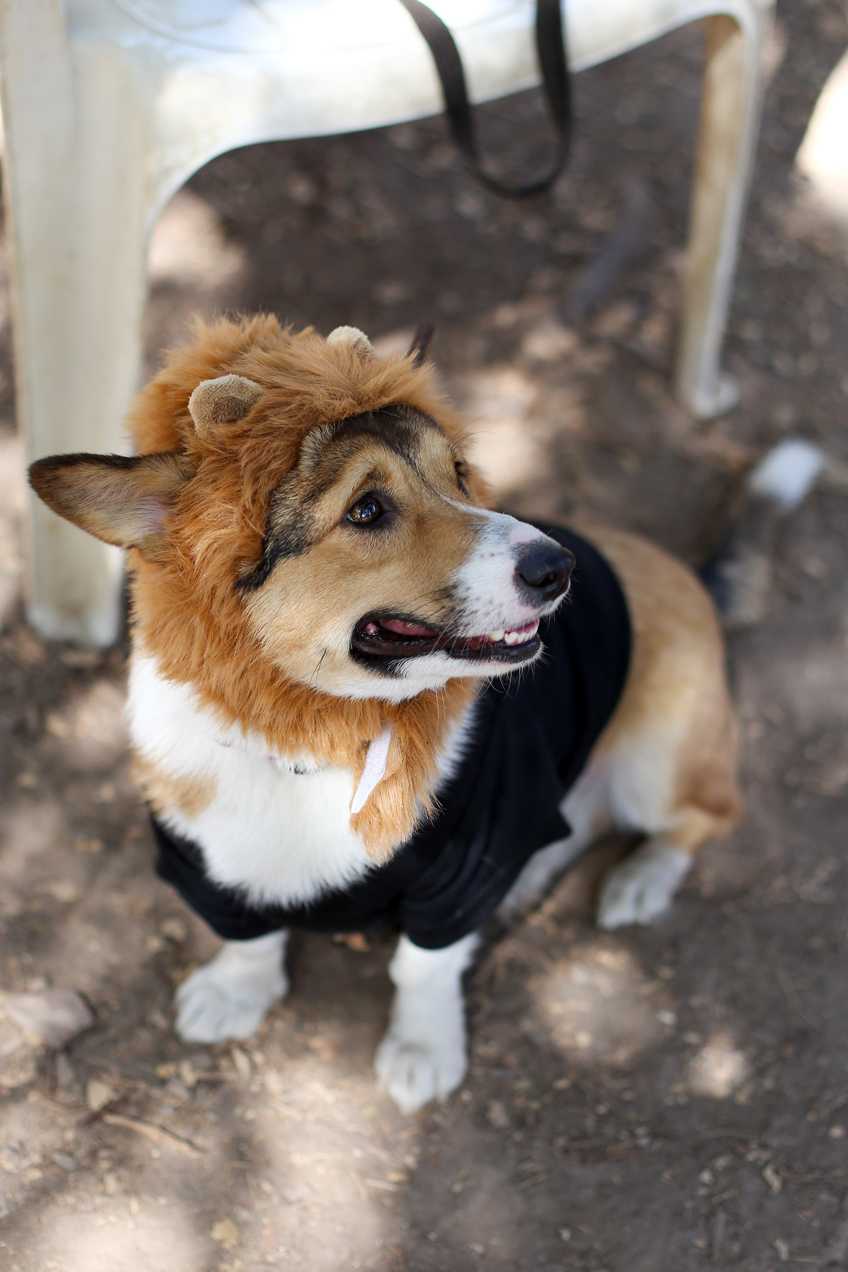 Corg-o-ween-7.jpg