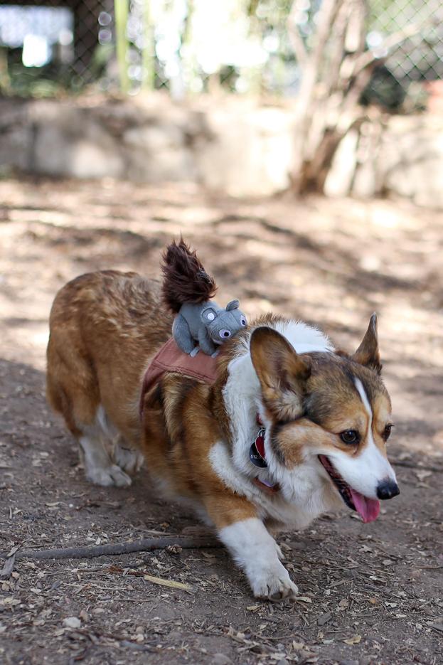 Corg-o-ween-9.jpg