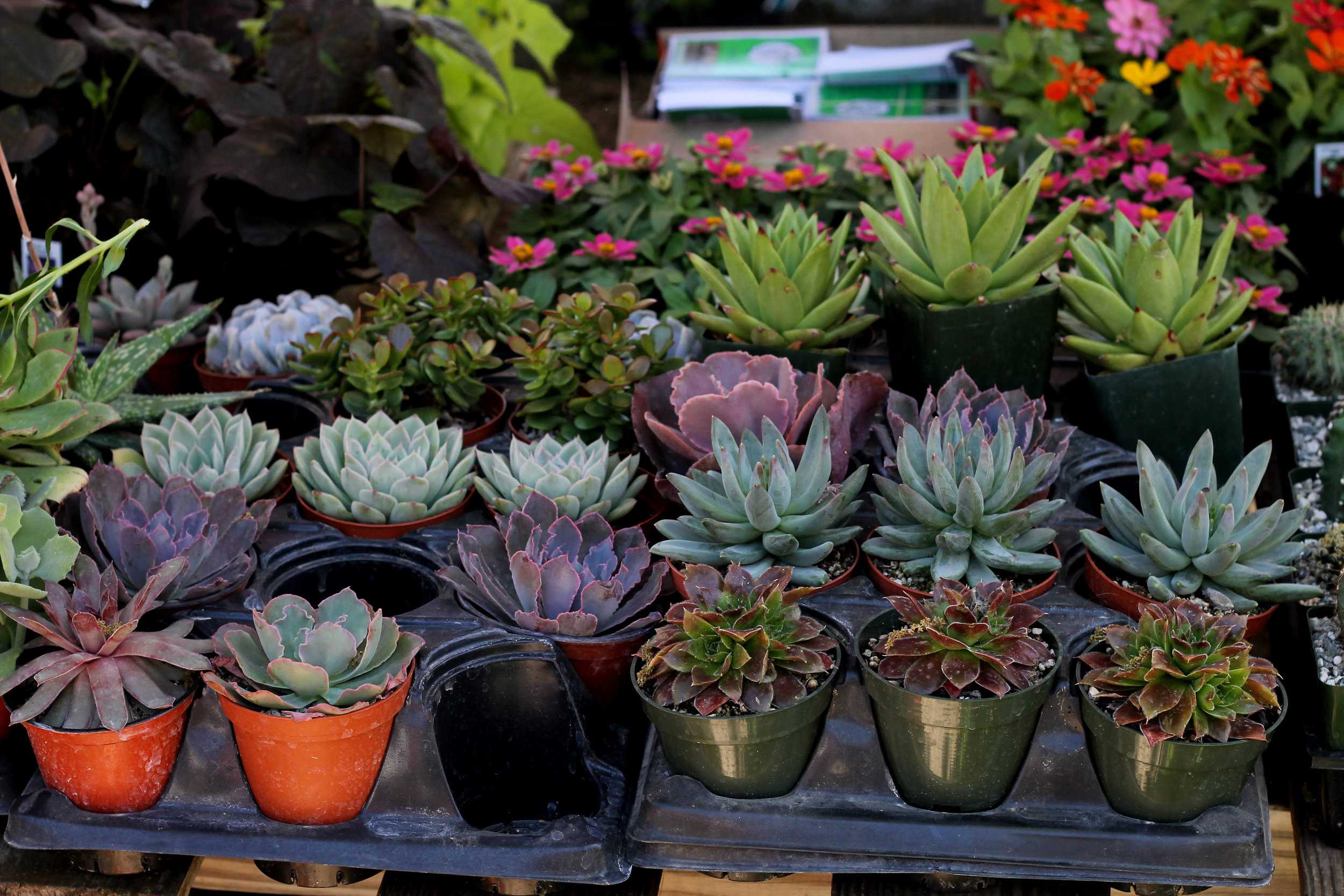   Various array of succulent plants available for purchasing.  