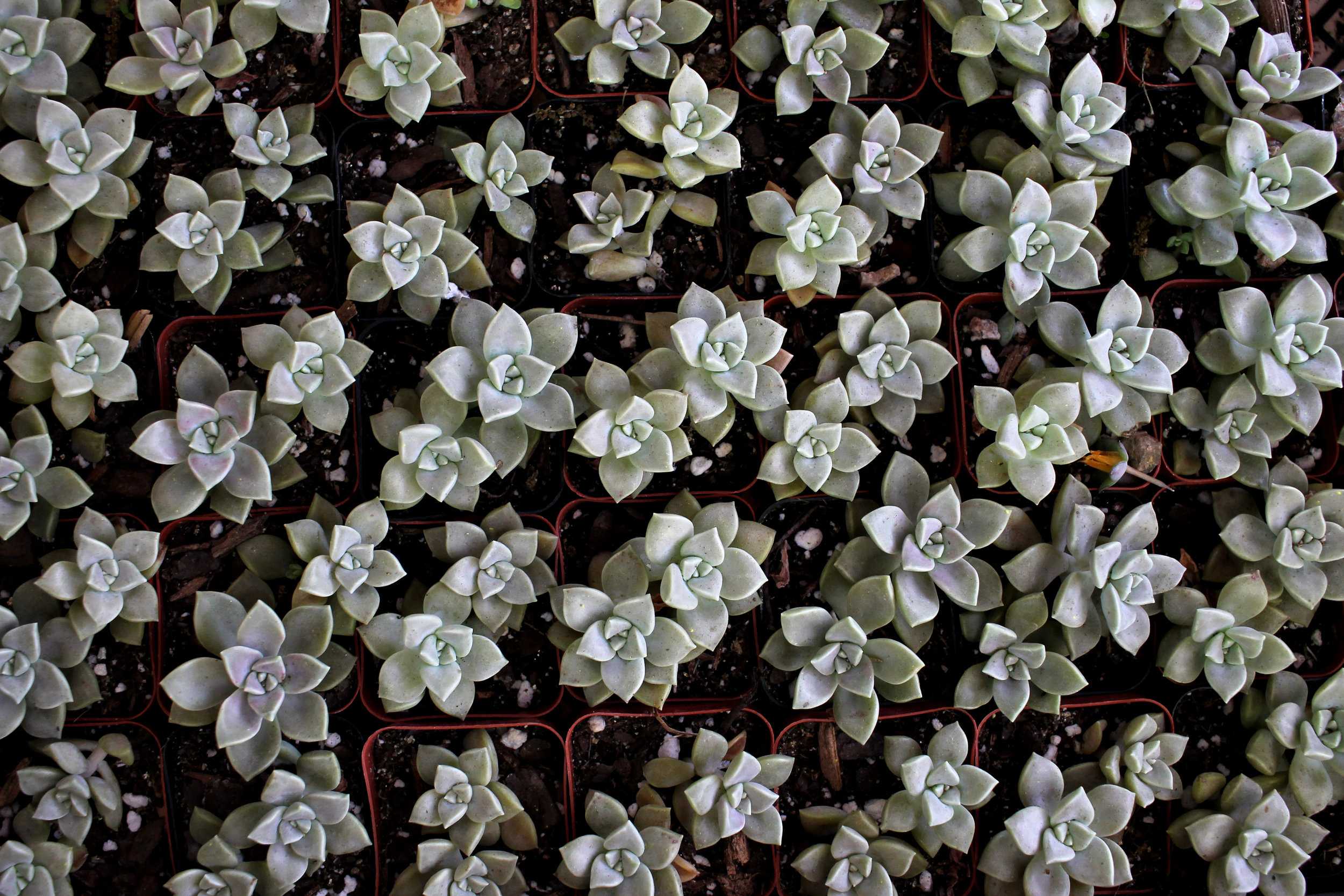   Some of the succulent plants one could purchase at the Zilker Garden Festival.  