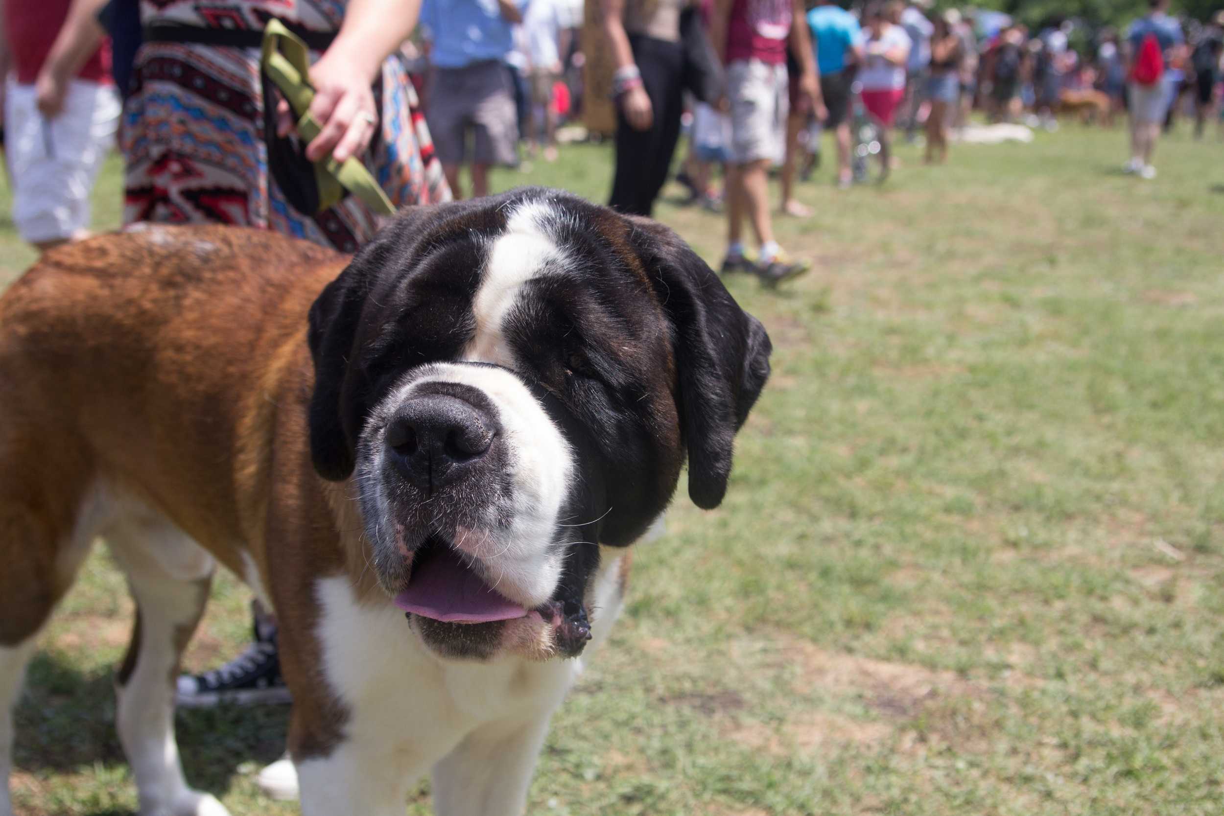   Lincoln a “small” St. Bernard who weighs 135 pounds, enjoys the attention and sunshine.  