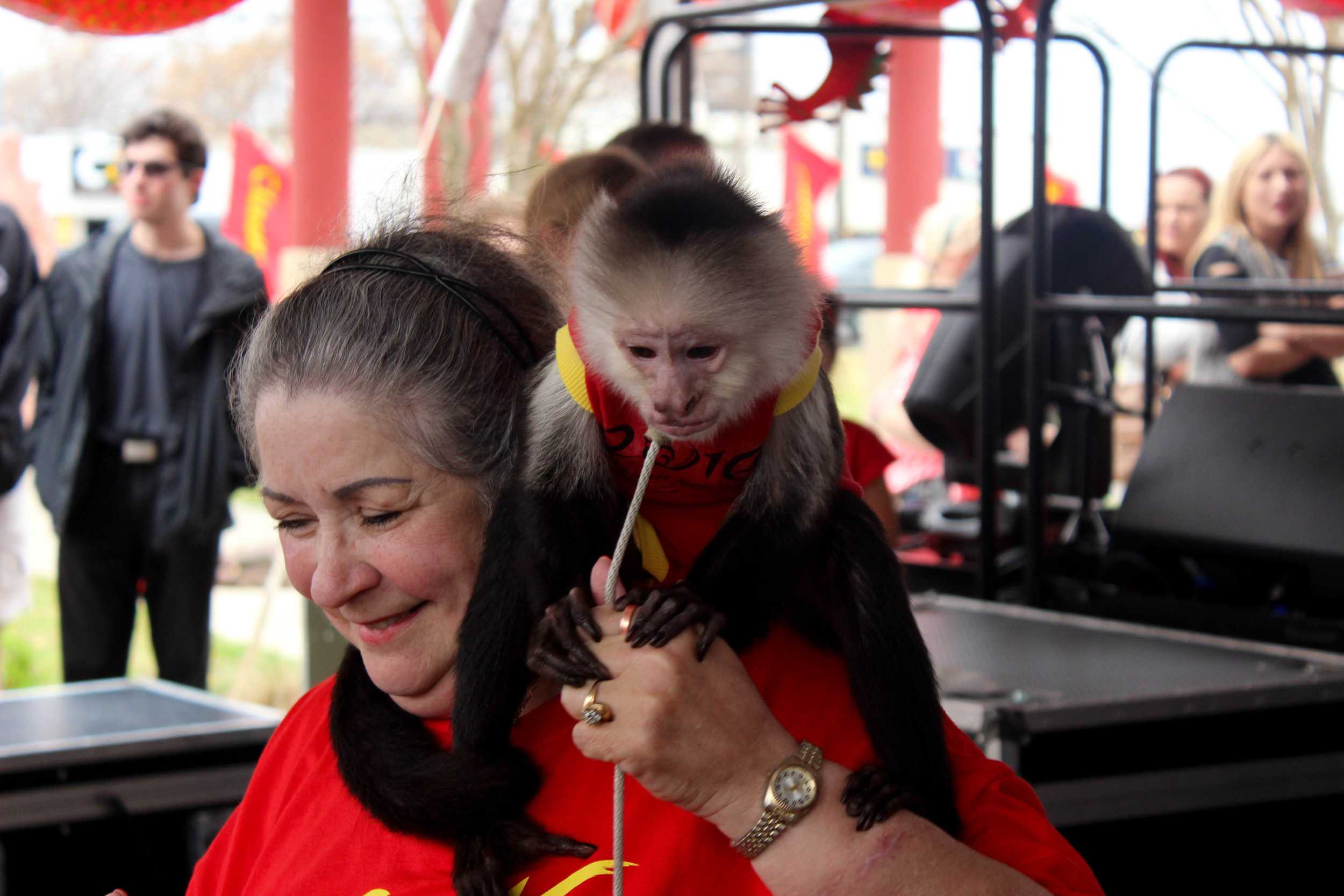  A monkey wears an outfit that says "2016" since this year is the year of the Red Monkey. 