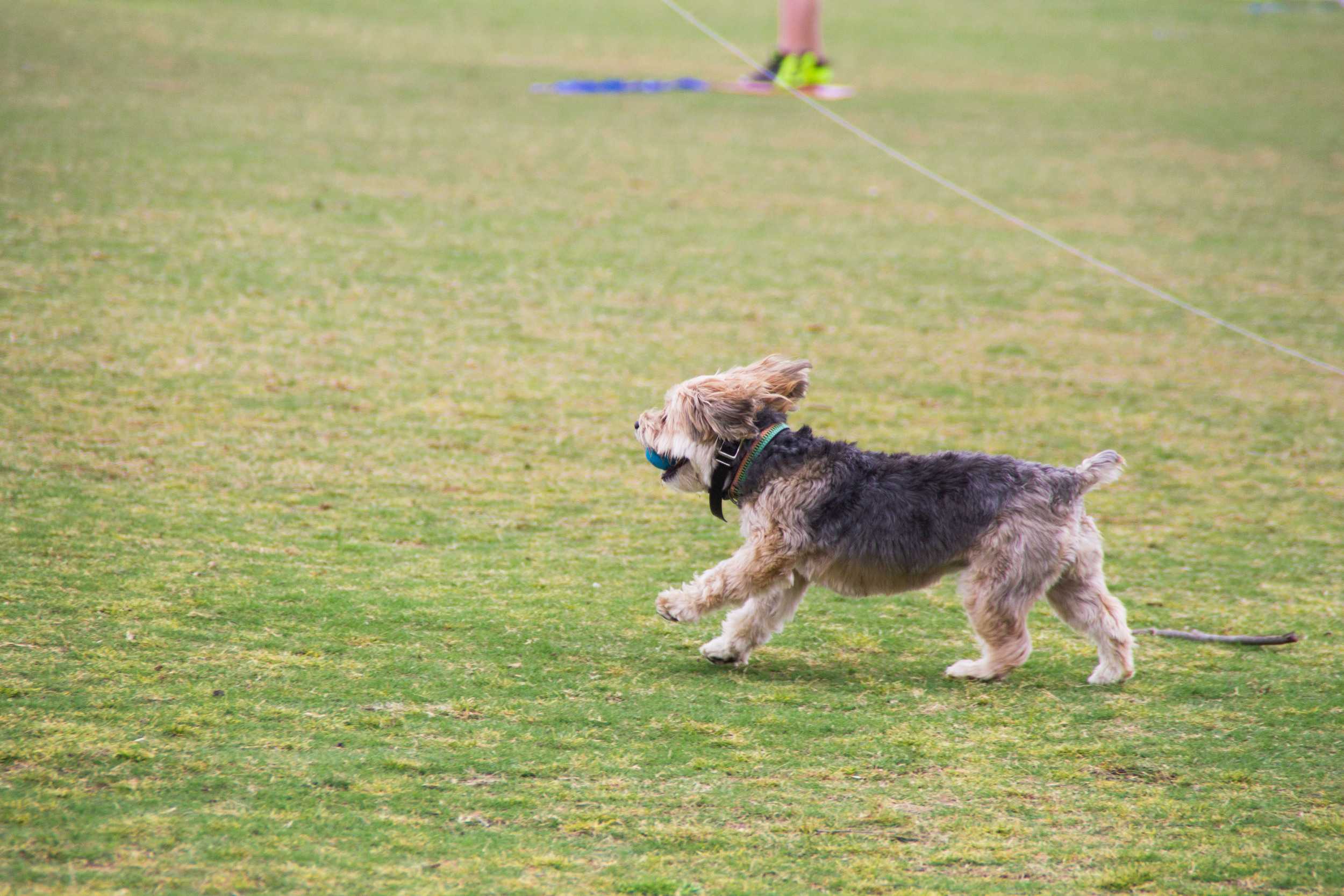  Dogs enjoy the warm, overcast day and friendly people too. 